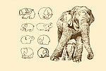 动物图案 大象