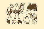 动物图案 骆驼