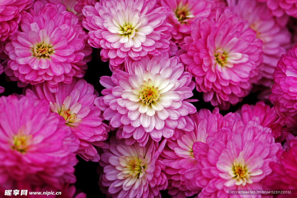 雏菊