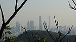 枯树枝