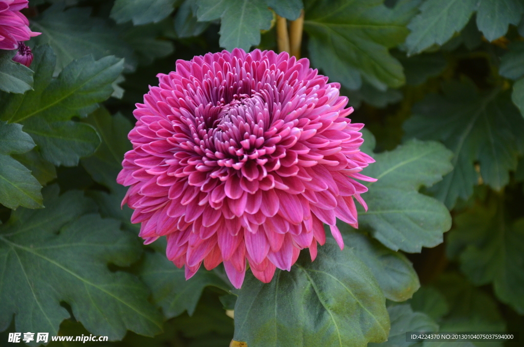 菊花