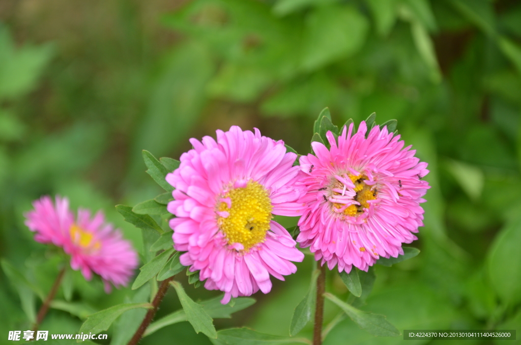 翠菊