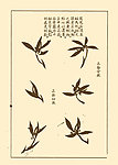芥子园画谱 兰花