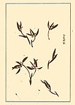 芥子园画谱 兰花