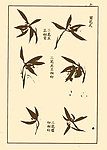 芥子园画谱 兰花