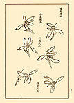 芥子园画谱 兰花