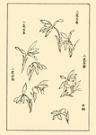 芥子园画谱 兰花