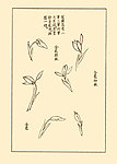 芥子园画谱 兰花