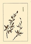 芥子园画谱 兰花