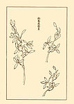 芥子园画谱 兰花