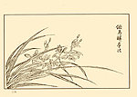 芥子园画谱 兰花