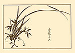 芥子园画谱 兰花