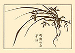 芥子园画谱 兰花