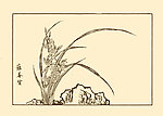 芥子园画谱 兰花
