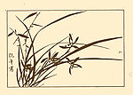 芥子园画谱 兰花