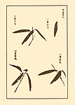 芥子园画谱 兰花