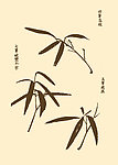 芥子园画谱 兰花