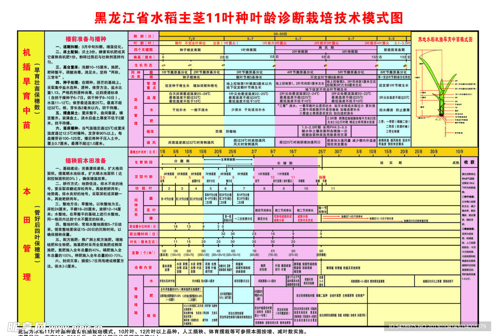 水稻叶龄诊断栽培技术模式图