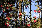 云南山茶花