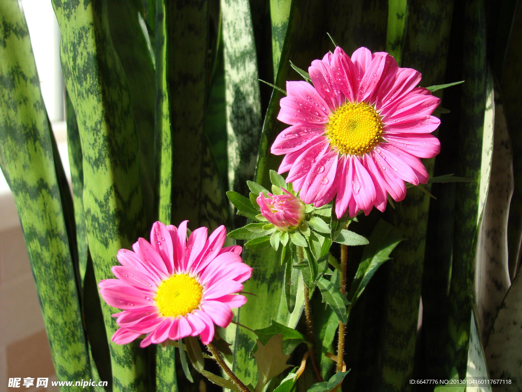 野菊花