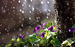 雨水紫色的花