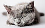 猫咪
