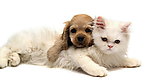 猫咪与狗