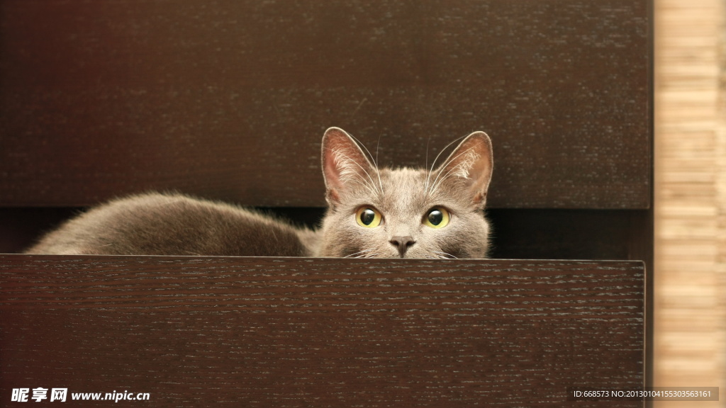 猫咪