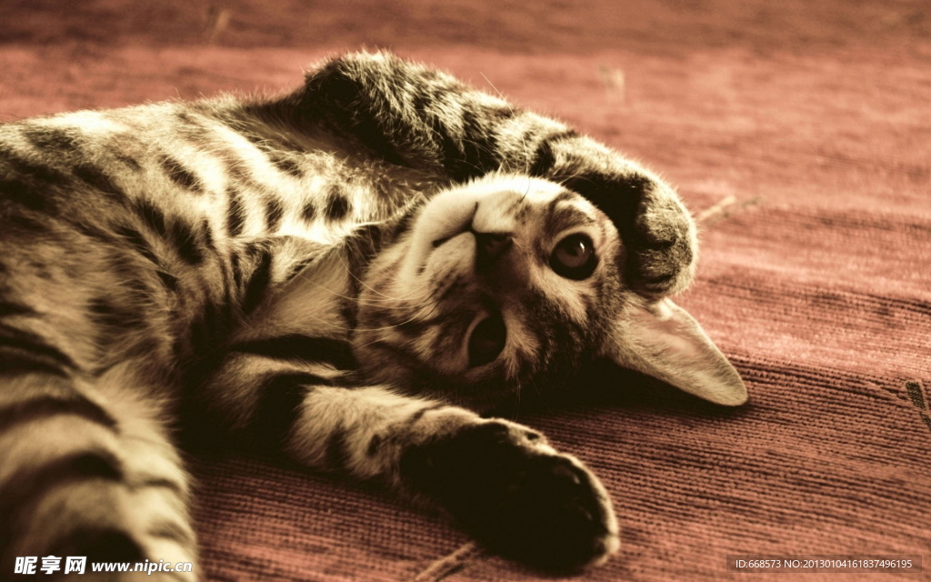 猫咪