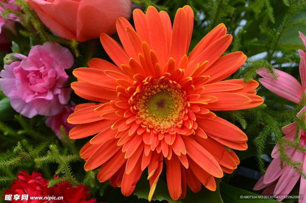 菊花