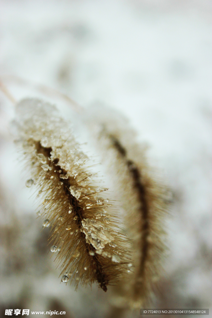 雪景 狗尾巴草