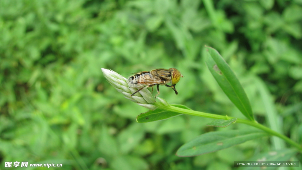 王蜂