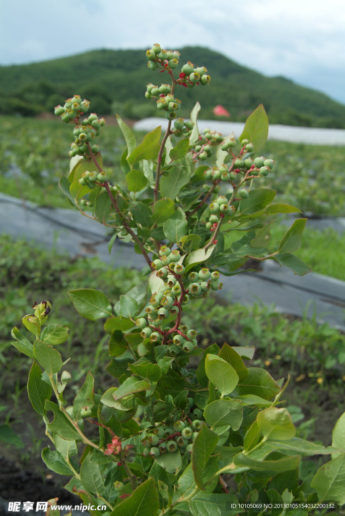 蓝莓 野生蓝莓