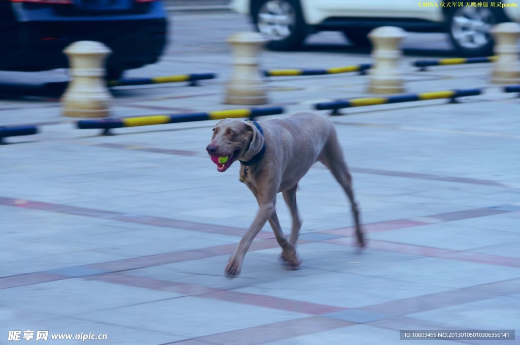 伏犬军训