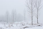 冬季雪景
