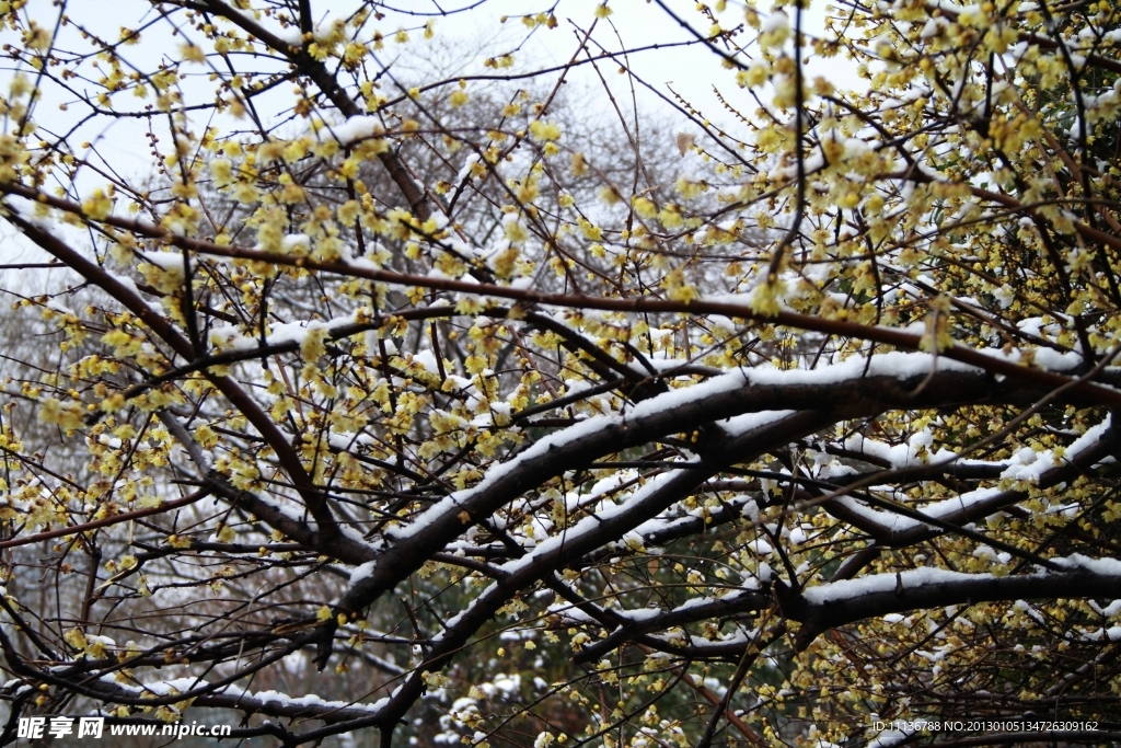 飞雪寒梅