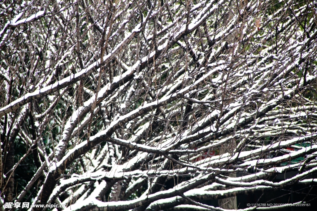 大雪压枝