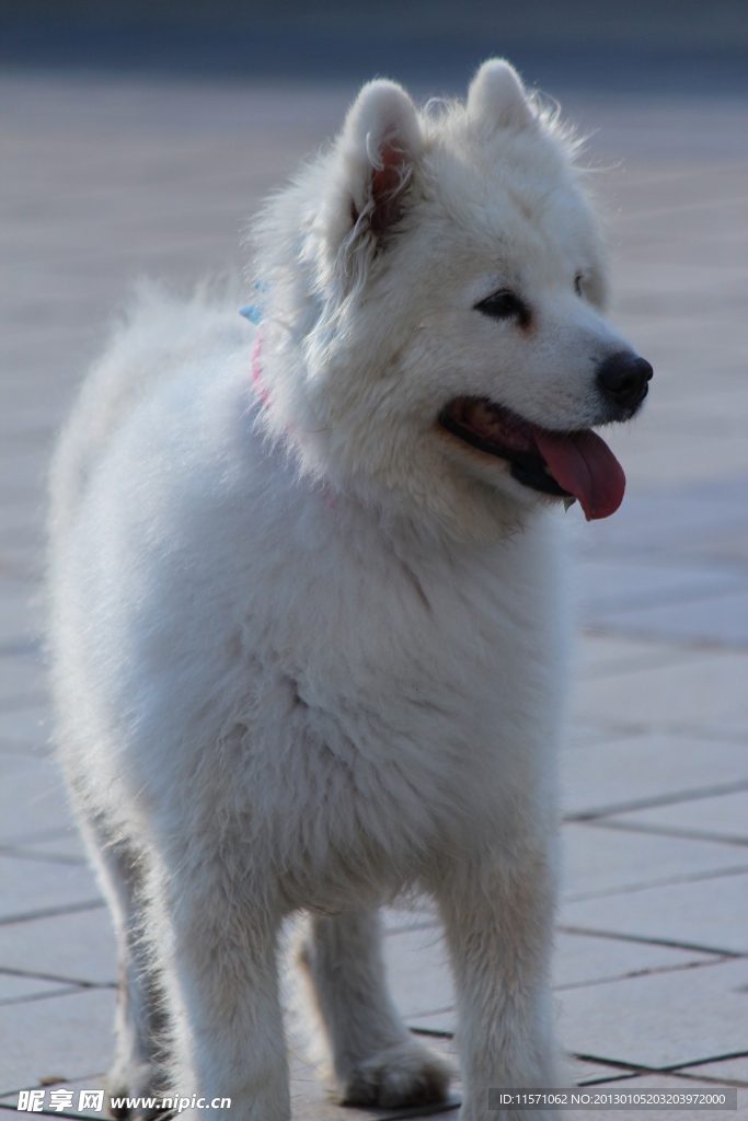 白狗