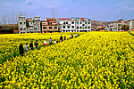 汉阴油菜花