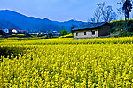 汉阴油菜花
