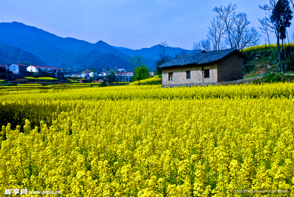 汉阴油菜花