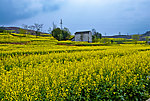 汉阴油菜花