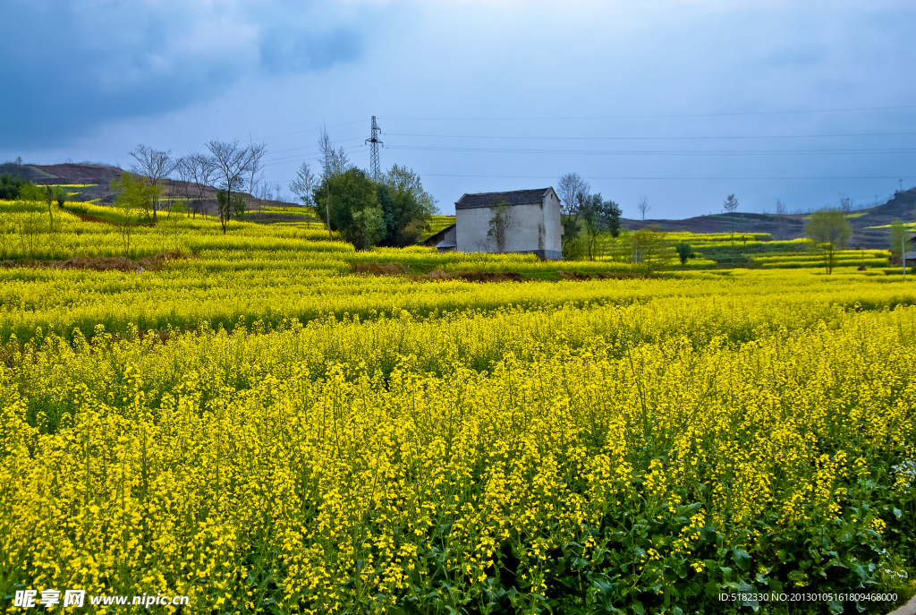 汉阴油菜花