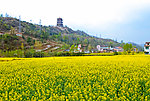 油菜花