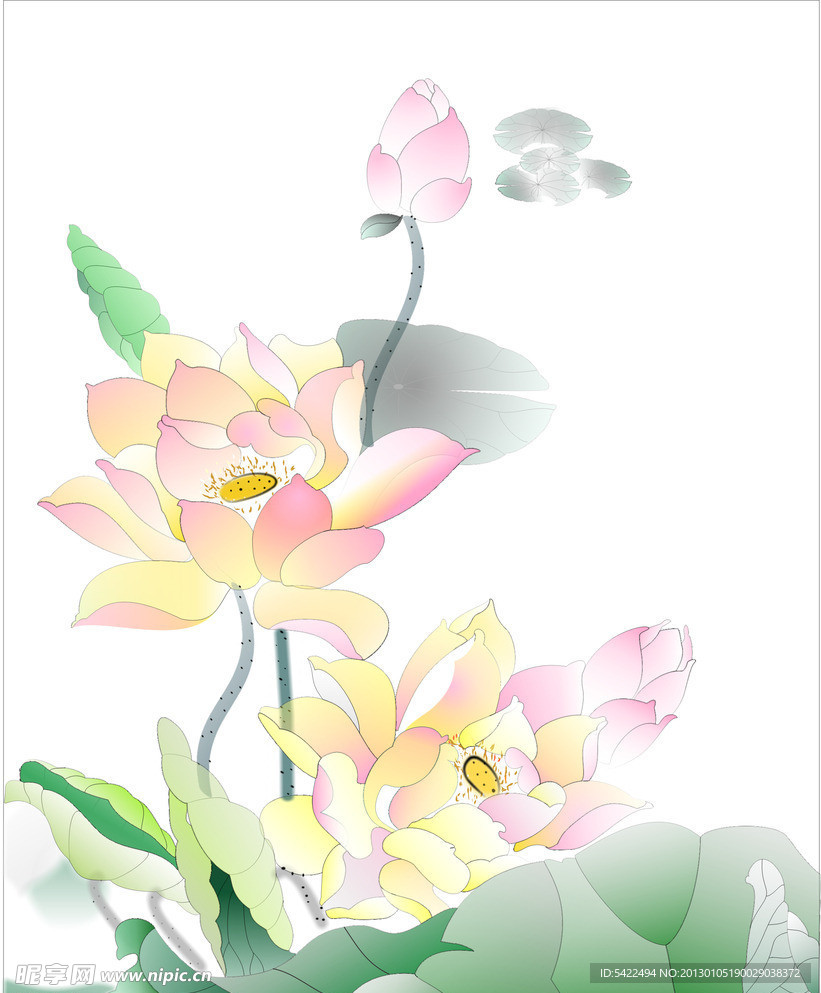 荷花