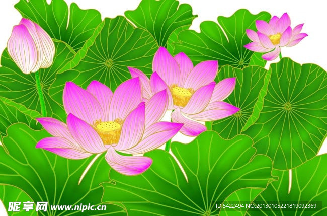 荷花