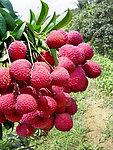 廉江荔枝