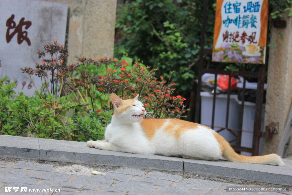 可爱的猫