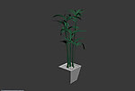 植物模型