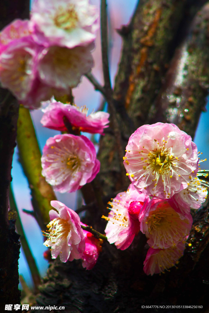 梅花